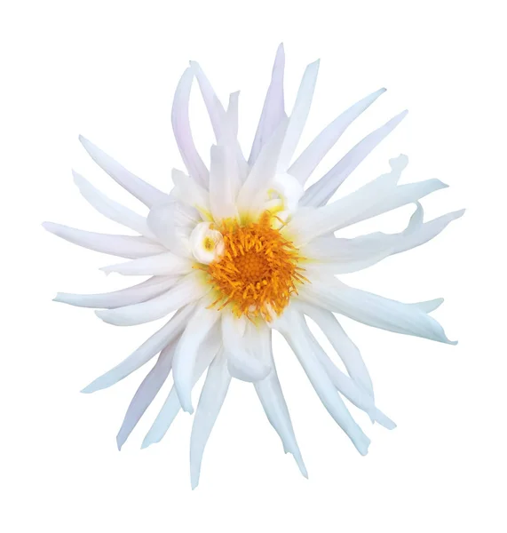 Krásná Bílá Dahlia Květiny Izolované Bílém Pozadí Přírodní Květinové Pozadí — Stock fotografie