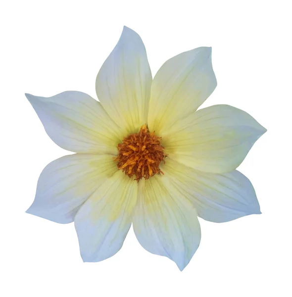 Gyönyörű Fehér Dália Virág Elszigetelt Fehér Háttérrel Természetes Virágos Háttér — Stock Fotó