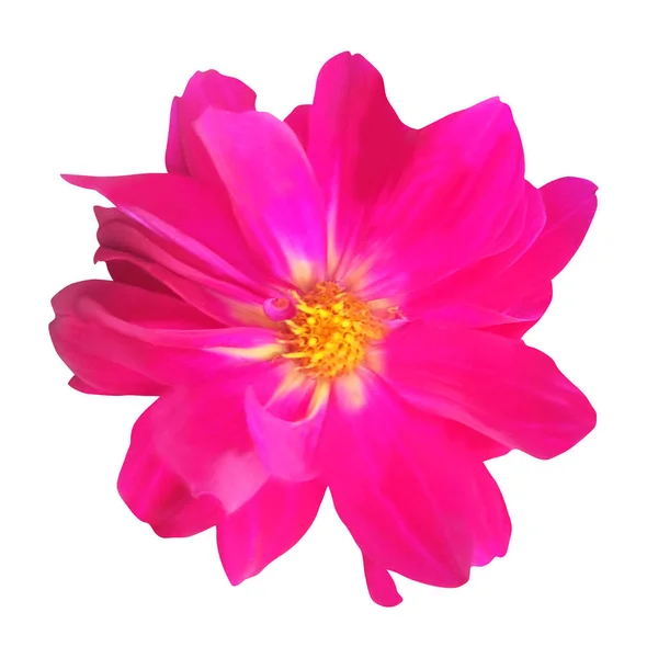 白い背景に孤立した美しいピンクのダリアの花 自然な花の背景 花のデザイン要素 — ストック写真