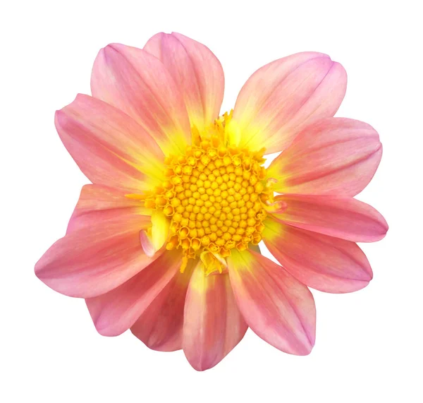 Prachtige Roze Dahlia Bloem Geïsoleerd Witte Achtergrond Natuurlijke Bloemen Achtergrond — Stockfoto