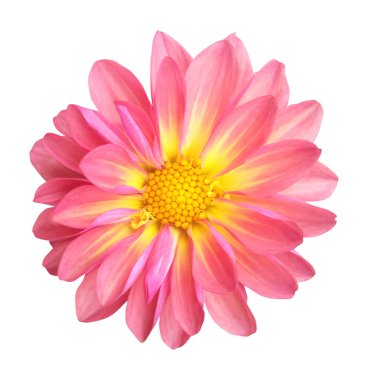 Beyaz arka planda izole edilmiş güzel pembe yıldız çiçeği. Doğal çiçek geçmişi var. Çiçek tasarım ögesi