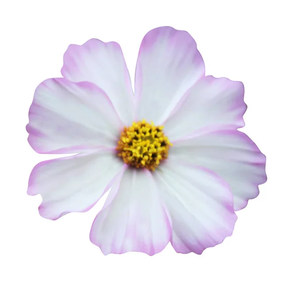 Prachtige Roze Kosmos Cosmea Bloem Geïsoleerd Witte Achtergrond Natuurlijke Bloemen — Stockfoto