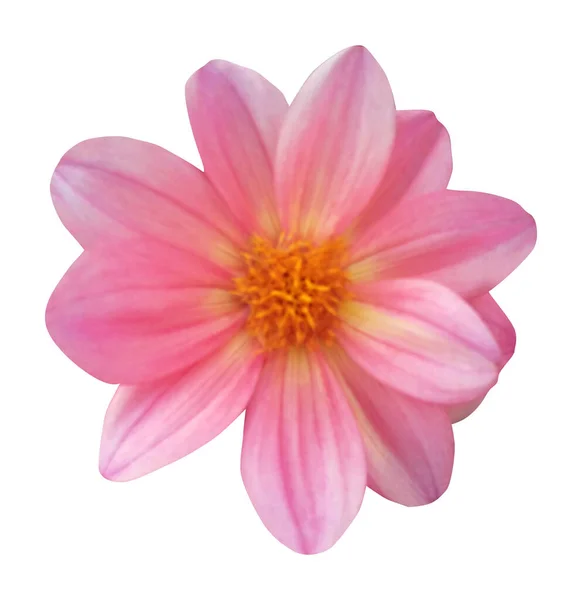 Όμορφο Ροζ Λουλούδι Ντάλια Απομονωμένο Λευκό Φόντο Φυσικό Φόντο Λουλουδιών — Φωτογραφία Αρχείου