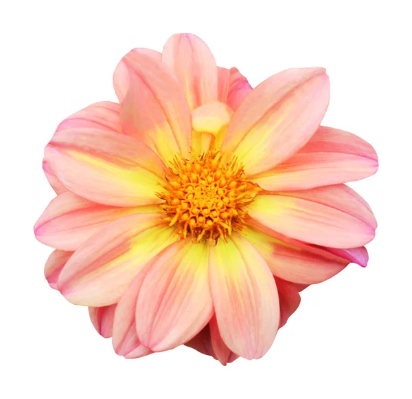 Piękny Różowy Kwiat Dahlii Odizolowany Białym Tle Naturalne Tło Kwiatowe — Zdjęcie stockowe