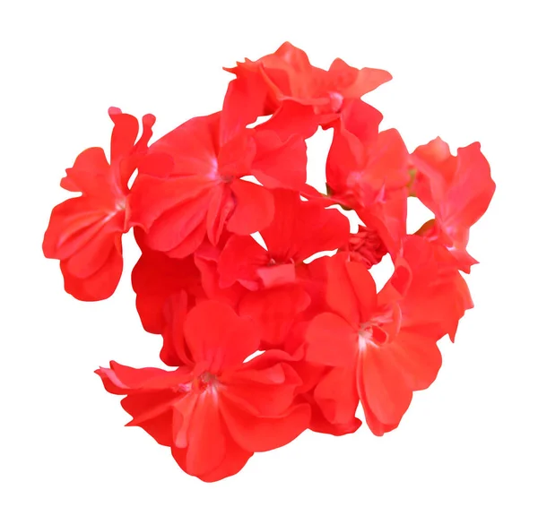 白い背景に孤立した美しい赤いゼラニウムの花 自然な花の背景 花のデザイン要素 — ストック写真