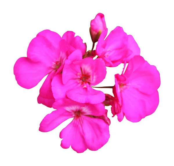 Mooie Roze Geranium Bloem Geïsoleerd Witte Achtergrond Natuurlijke Bloemen Achtergrond — Stockfoto
