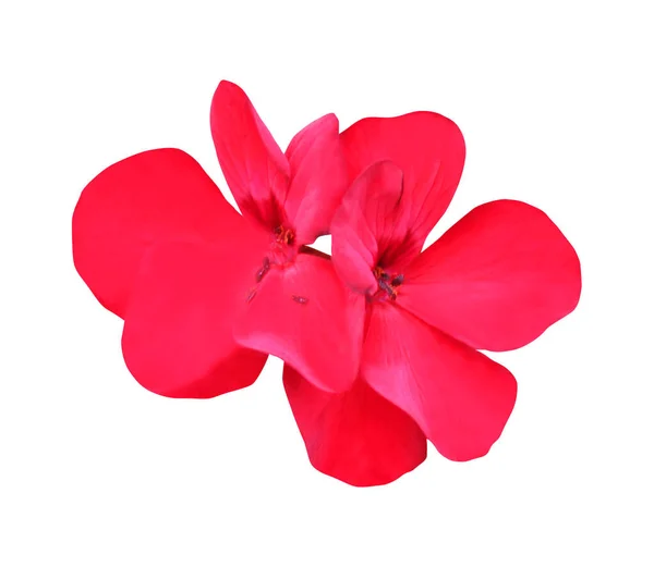 Vacker Röd Geranium Blomma Isolerad Vit Bakgrund Naturlig Blommig Bakgrund — Stockfoto