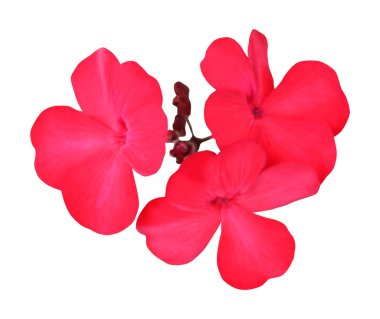 Beyaz arka planda izole edilmiş güzel kırmızı sardunya çiçeği. Doğal çiçek geçmişi var. Çiçek tasarım ögesi