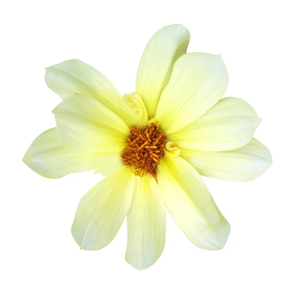 Belle Fleur Dahlia Jaune Isolée Sur Fond Blanc Fond Floral — Photo