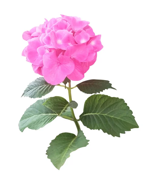 Prachtige Roze Hortensia Bloem Geïsoleerd Witte Achtergrond Natuurlijke Bloemen Achtergrond — Stockfoto