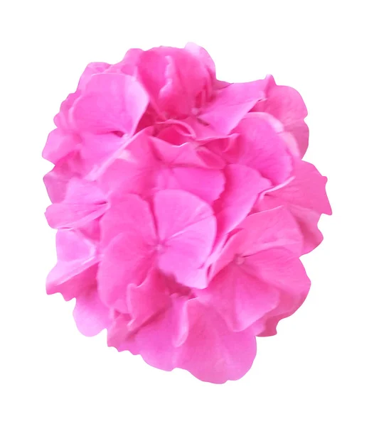 Красива Рожева Квітка Гортензії Ізольована Білому Тлі Натуральний Квітковий Фон — стокове фото