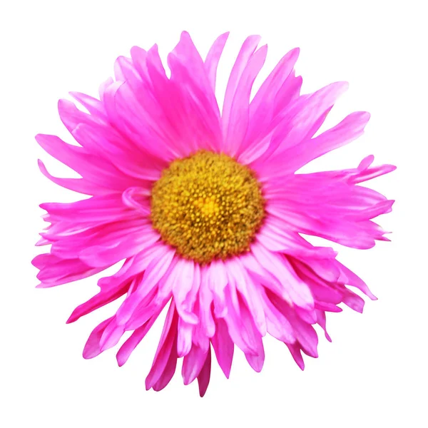 Vacker Rosa Aster Blomma Isolerad Vit Bakgrund Naturlig Blommig Bakgrund — Stockfoto