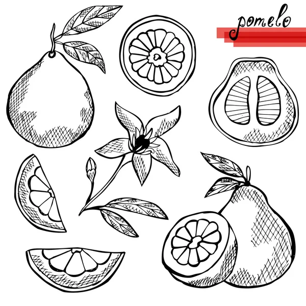 Pomelo frutas conjunto —  Vetores de Stock