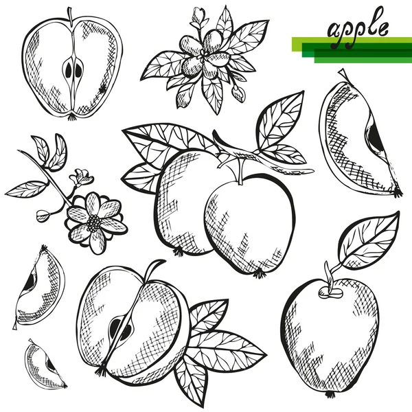 Conjunto de frutos de maçã —  Vetores de Stock