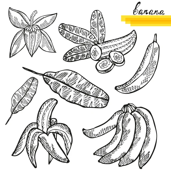 Plátano frutas conjunto — Vector de stock