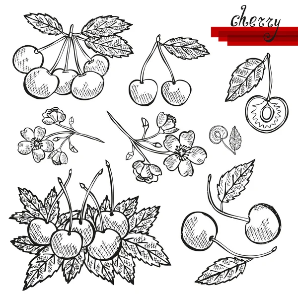 Conjunto de cerezas — Vector de stock