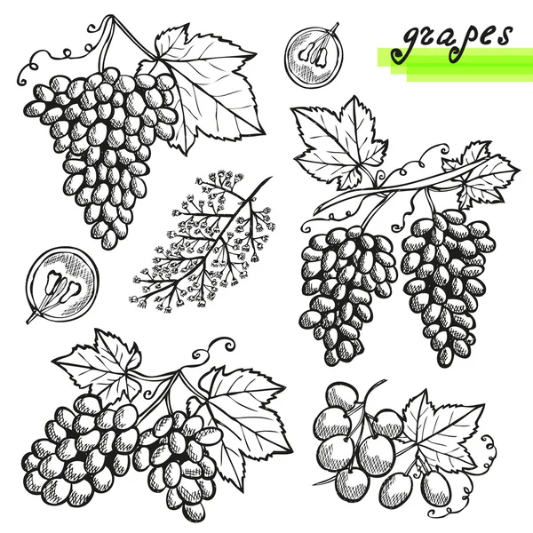 Set de uvas — Vector de stock