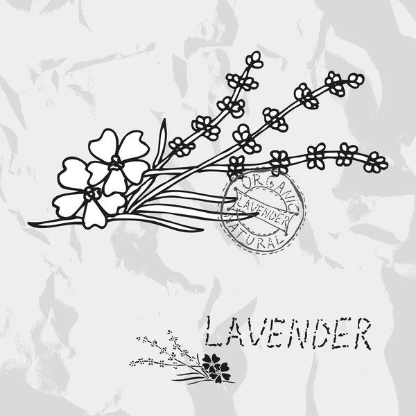 Hand drawn lavender — Stock Vector