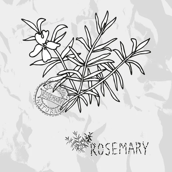 Hand drawn rosemary — Stock Vector