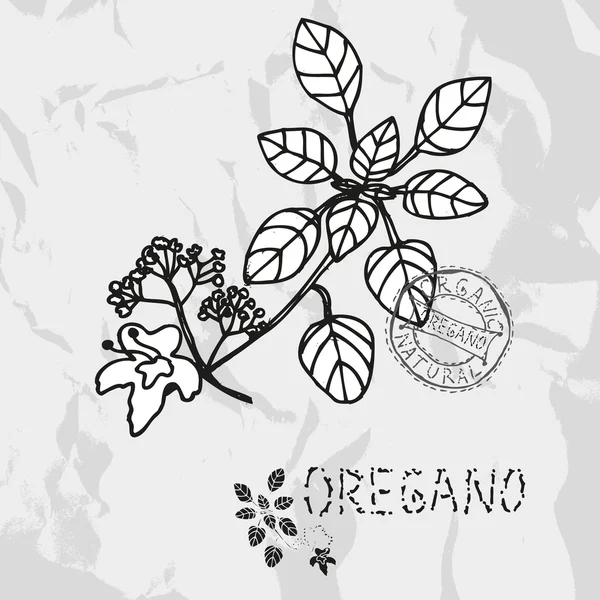 Orégano dibujado a mano — Vector de stock