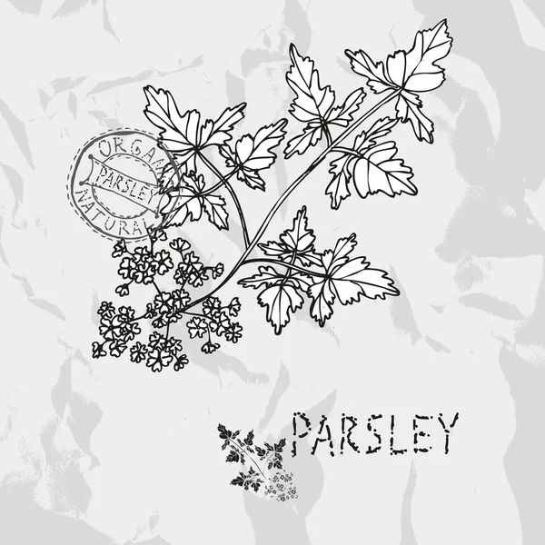 Hand drawn parsley — Stock Vector