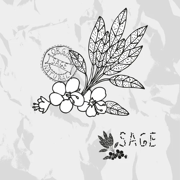 Salvia dibujada a mano — Archivo Imágenes Vectoriales