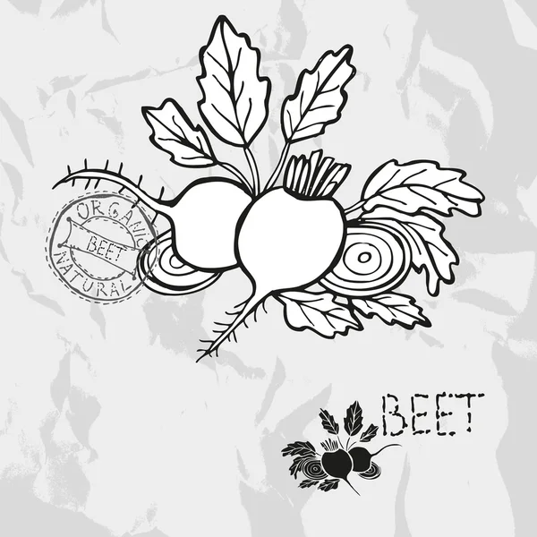 Hand drawn beet — Stock Vector