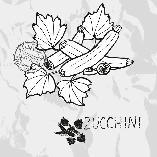 Handgezogene Zucchini — Stockvektor