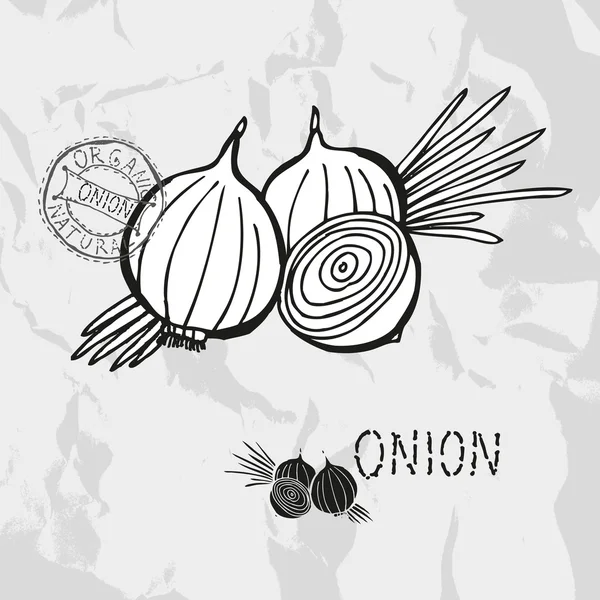 Hand drawn onions — Stock Vector