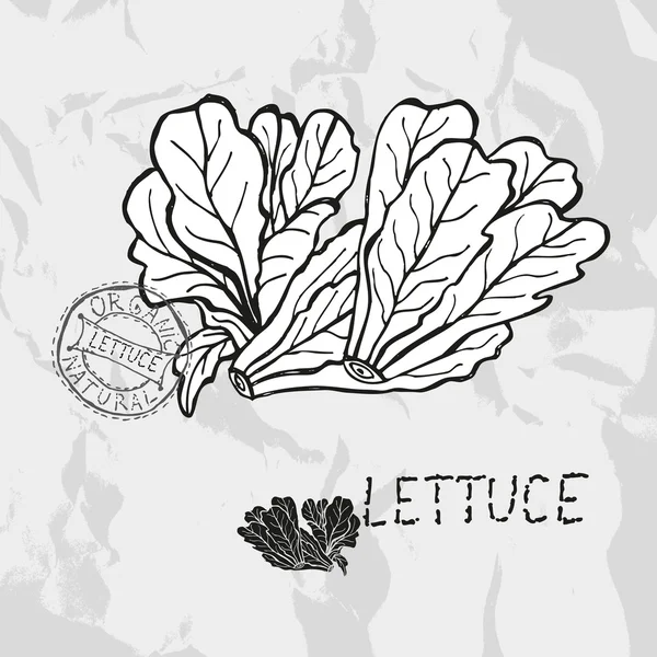 Hand drawn lettuce — Stock Vector