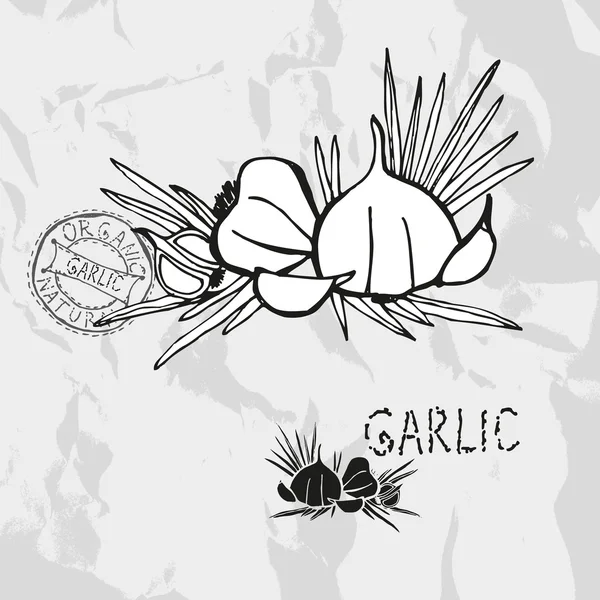 Hand drawn garlic — Stock Vector