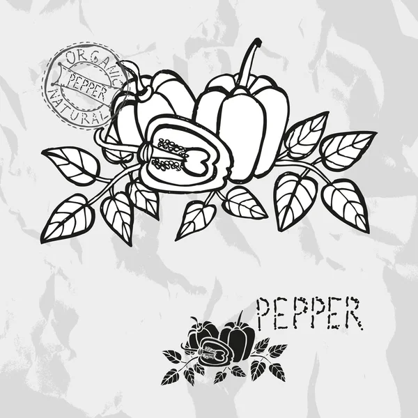 Hand drawn peppers — Stock Vector