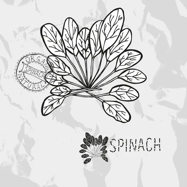 Hand drawn spinach — Stock Vector