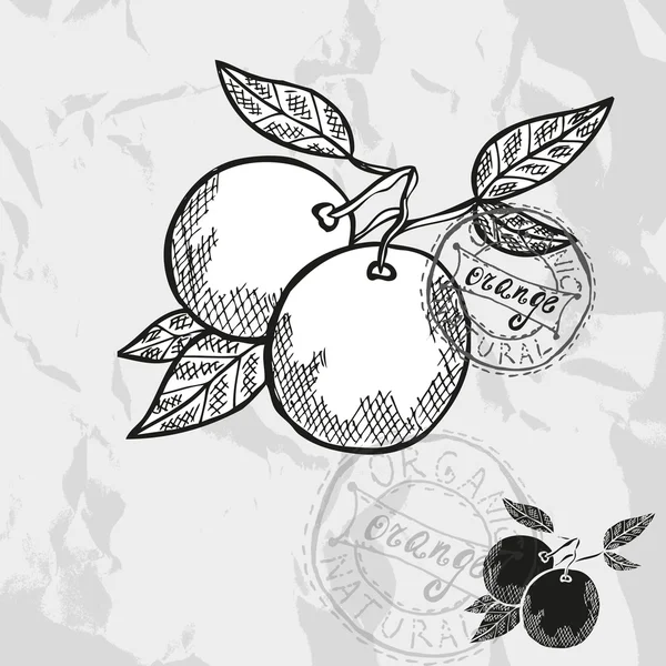 Hand drawn fruits — Stock Vector