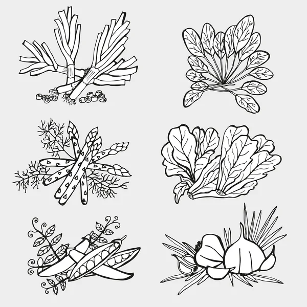 Hand drawn vegetables — Stock Vector