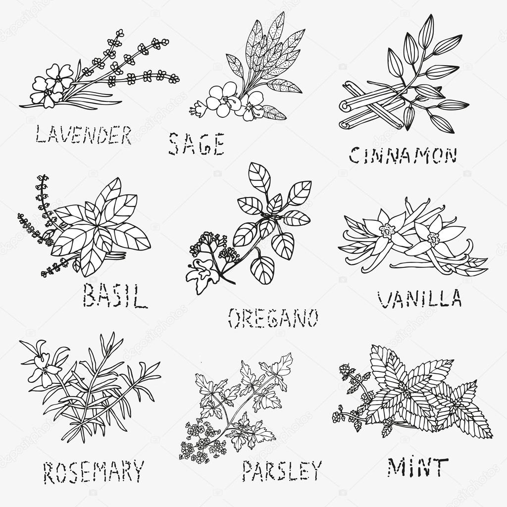 hand drawn culinary herbs