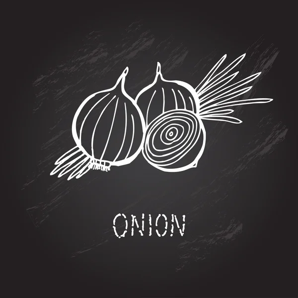 Hand drawn onion — Stock Vector