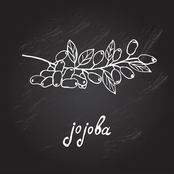 Hand drawn jojoba — Stock Vector