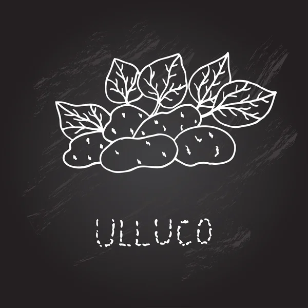 Hand drawn ulluco — Stock Vector