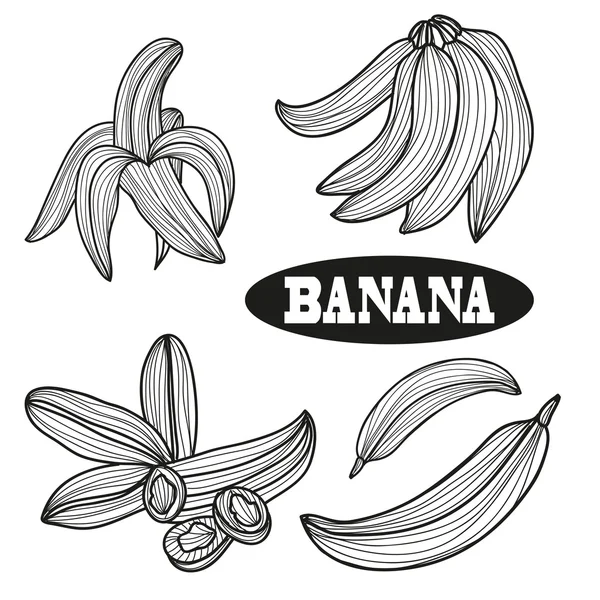 Hand drawn banana fruits — ストックベクタ