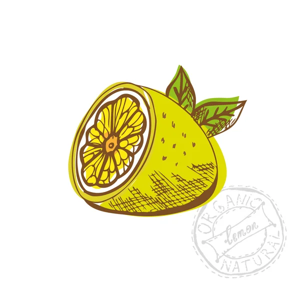 Hand drawn lemon fruit — Stock Vector