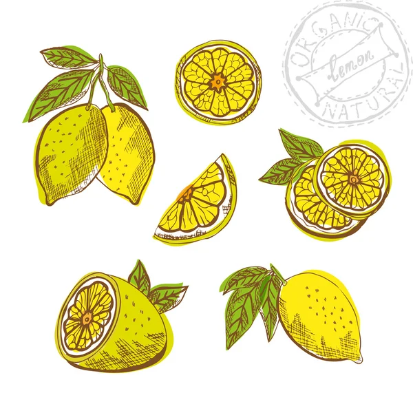 Frutas de limón dibujadas a mano — Vector de stock