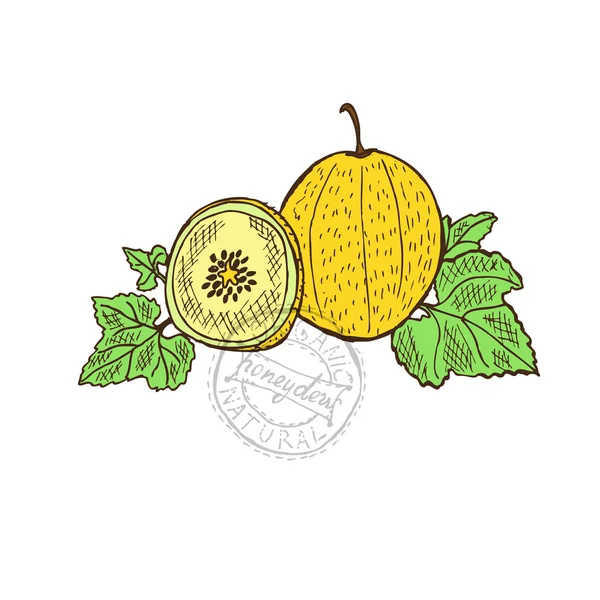 Hand drawn honeydew fruits — Stock vektor