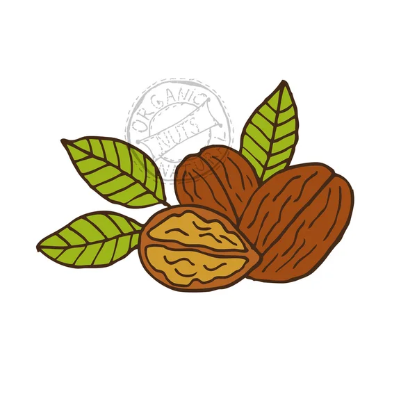 Hand drawn walnuts — Stock Vector