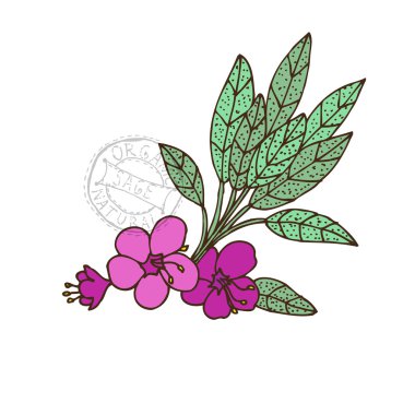 çizilmiş adaçayı el