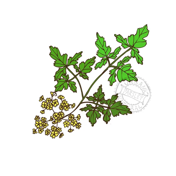 Herbes et épices motif sans couture — Image vectorielle