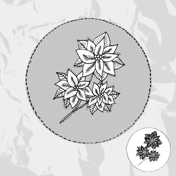 Poinsettia dessiné à la main — Image vectorielle