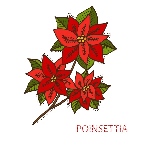 Χέρι συντάσσονται poinsettia — Διανυσματικό Αρχείο