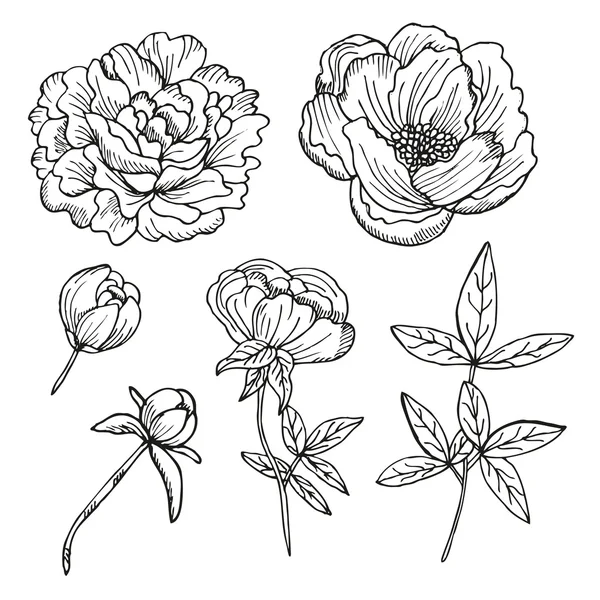 Pivoines dessinées à la main Set — Image vectorielle