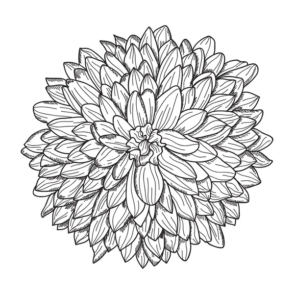 Hand getrokken florale decoratie — Stockvector